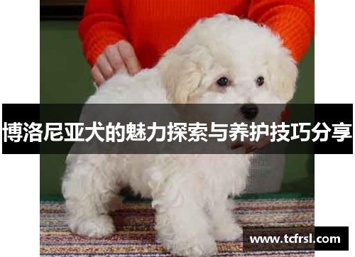 博洛尼亚犬的魅力探索与养护技巧分享