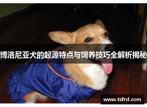 博洛尼亚犬的起源特点与饲养技巧全解析揭秘